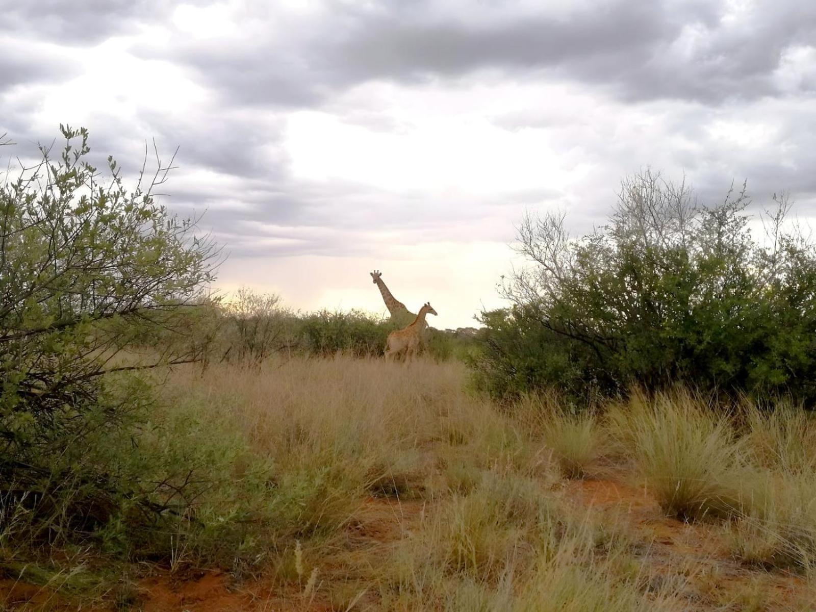 West Nest Lodge Gobabis Buitenkant foto